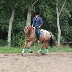 Knabstrupper Skovgårdens Rollo<3 (SOLGT)