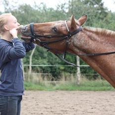 Knabstrupper Skovgårdens Rollo<3 (SOLGT)