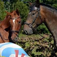 Polsk Koldblod Victor ( aflivet) 22/09-16