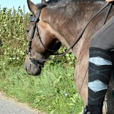 Polsk Koldblod Victor ( aflivet) 22/09-16