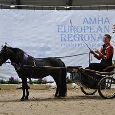 Amerikansk Miniature Candyland Southern Secret