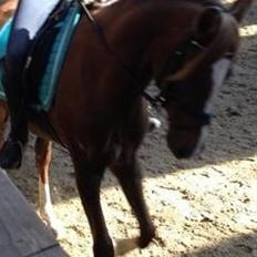 DSP Toftlund's Prinsesse-Chi