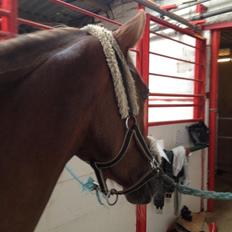 DSP Toftlund's Prinsesse-Chi