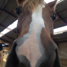 DSP Toftlund's Prinsesse-Chi