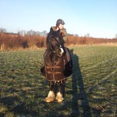 Irish Cob Alanas Lasair