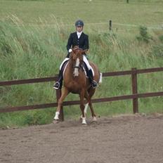 Dansk Varmblod Søndermarkens Fieldman