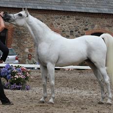 Arabisk fuldblod (OX) Wanetta