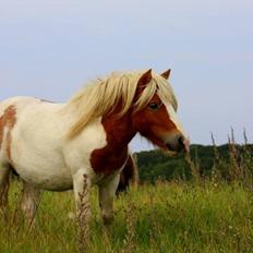 Shetlænder Vaseli´s Sigurt - Sigsurs <3