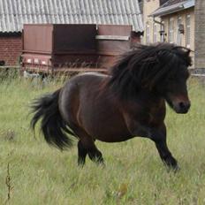 Shetlænder Dalbo´s Warrior - Walle manden <3