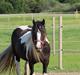 Irish Cob Shakila´s Shanti