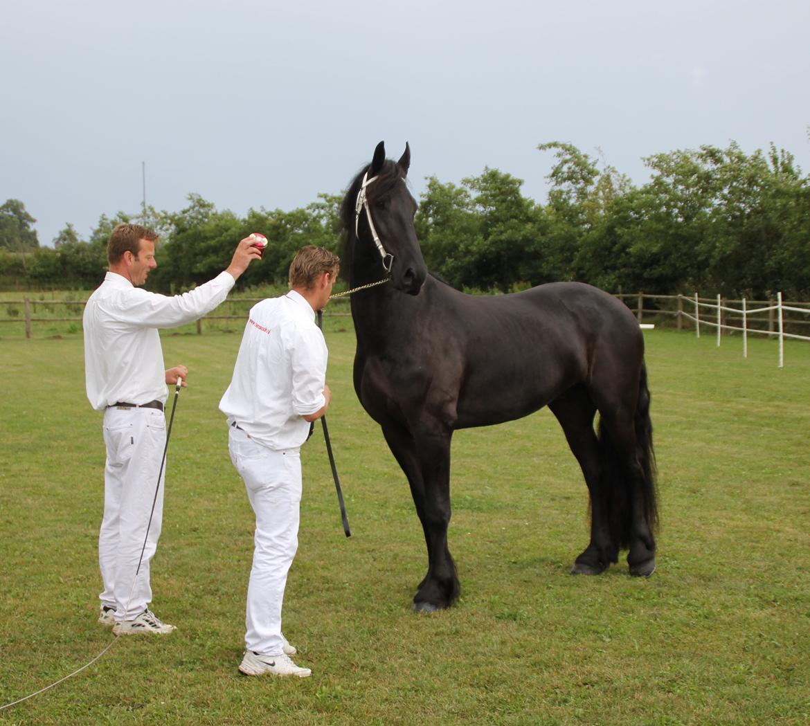 Frieser Max, STER - Kåring Øst 31.08.2013 - Kåret STER billede 12