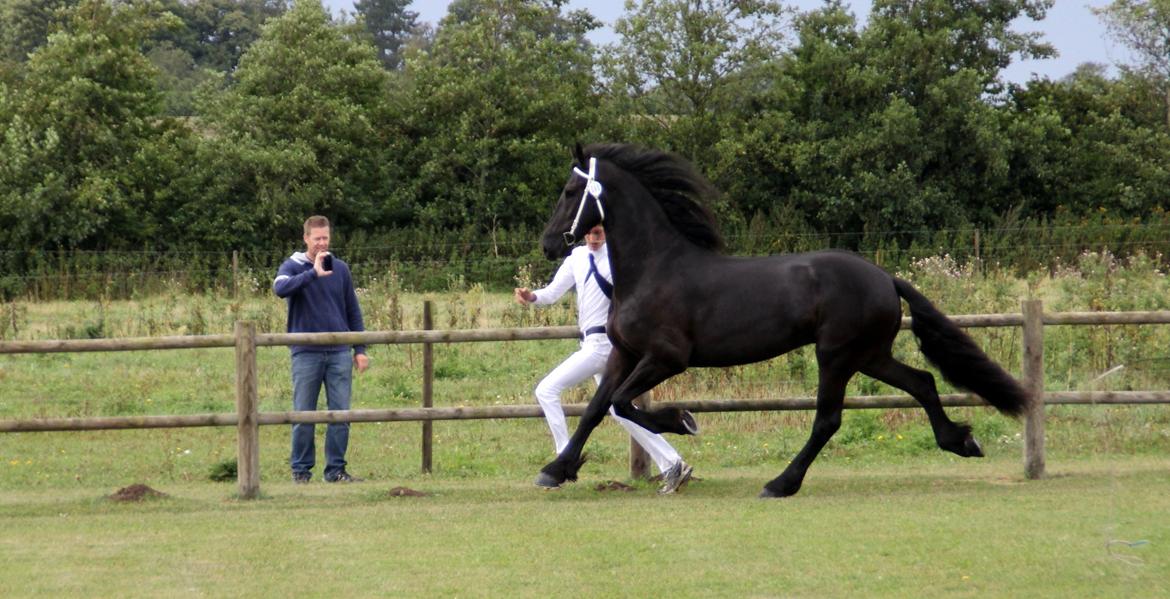 Frieser Max, STER - Kåring Øst 31.08.2013 - Kåret STER billede 13
