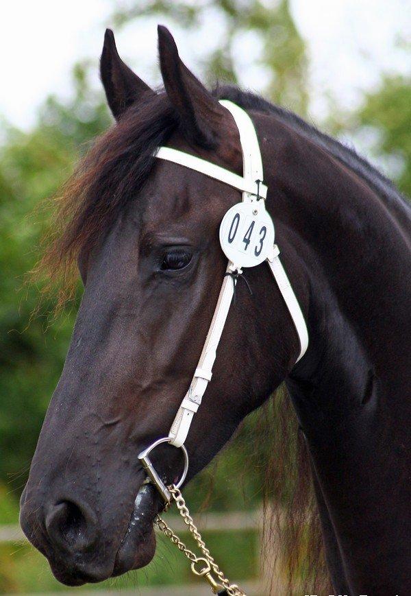 Frieser Max, STER - Kåring Øst 31.08.2013 - Kåret STER billede 11