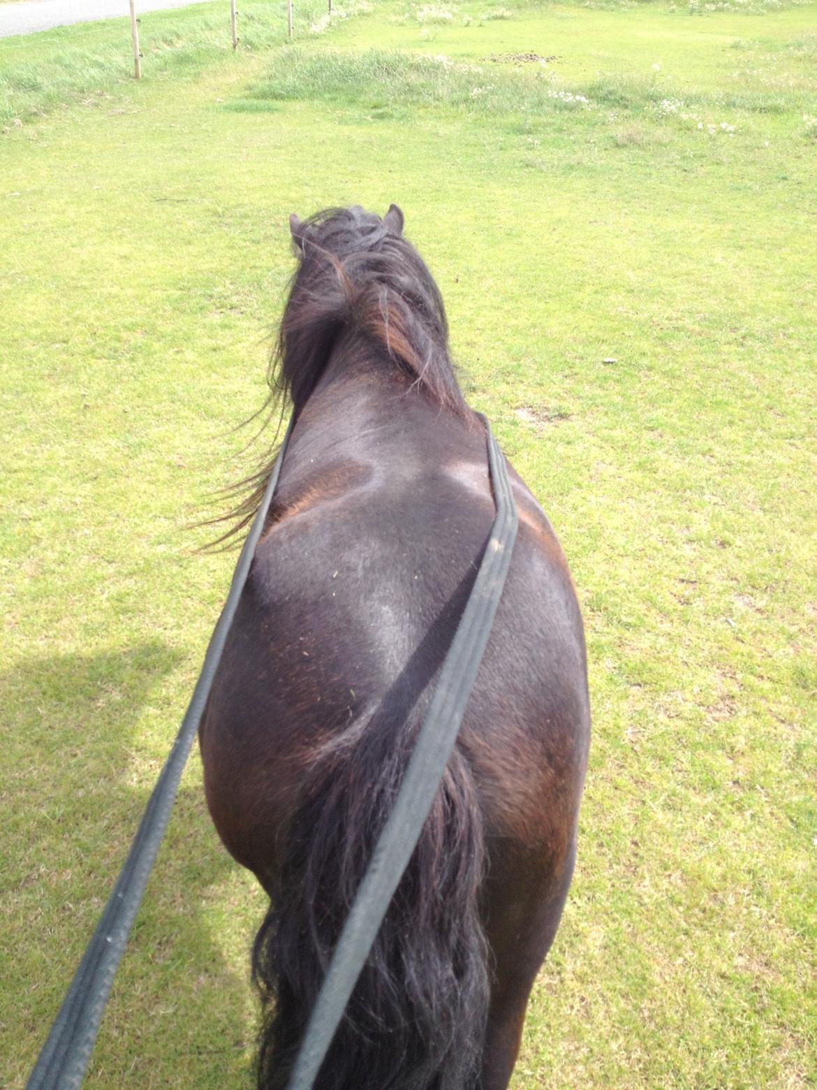 Shetlænder Waulkmill Woodpecker - Første gang i lange liner billede 15