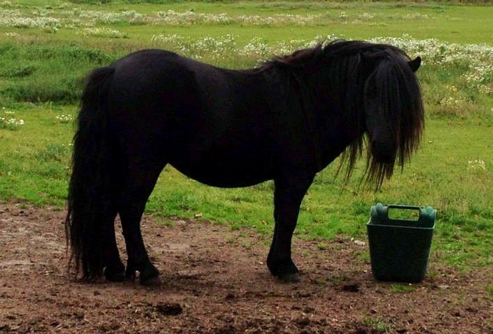 Shetlænder Waulkmill Woodpecker billede 16