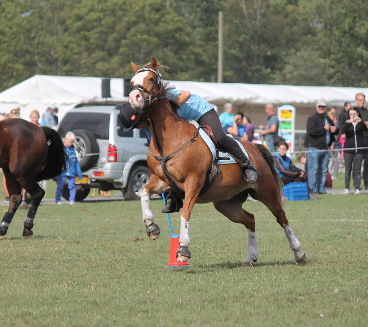 Tysk Sportspony Fee 768 billede 1