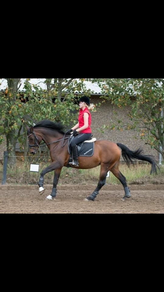 Dansk Varmblod Ellegaards Atea - Dressurtræning september 2013. billede 10