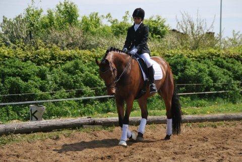 Anden særlig race Calypso billede 2