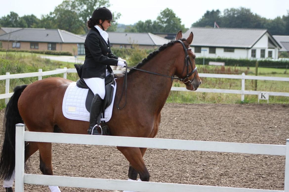 Anden særlig race Calypso billede 3