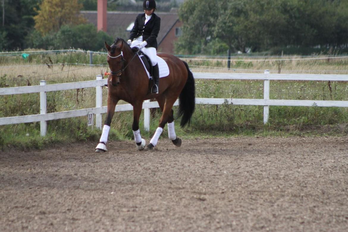 Anden særlig race Calypso billede 4