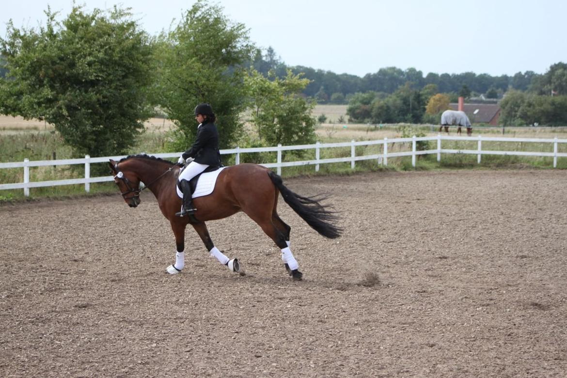 Anden særlig race Calypso billede 5