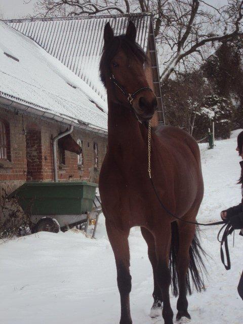 Anden særlig race Calypso billede 7