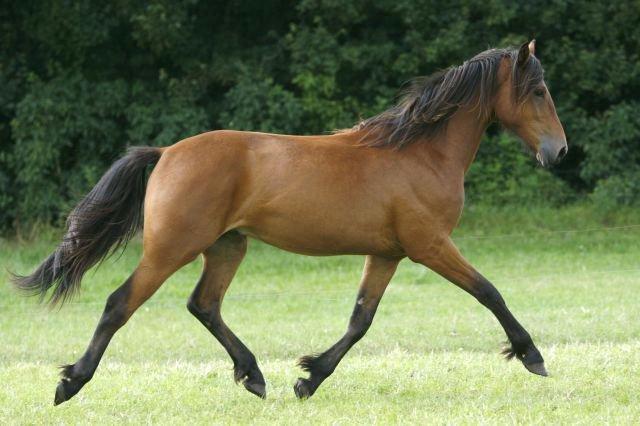 Anden særlig race Calypso - baby calyppe billede 8