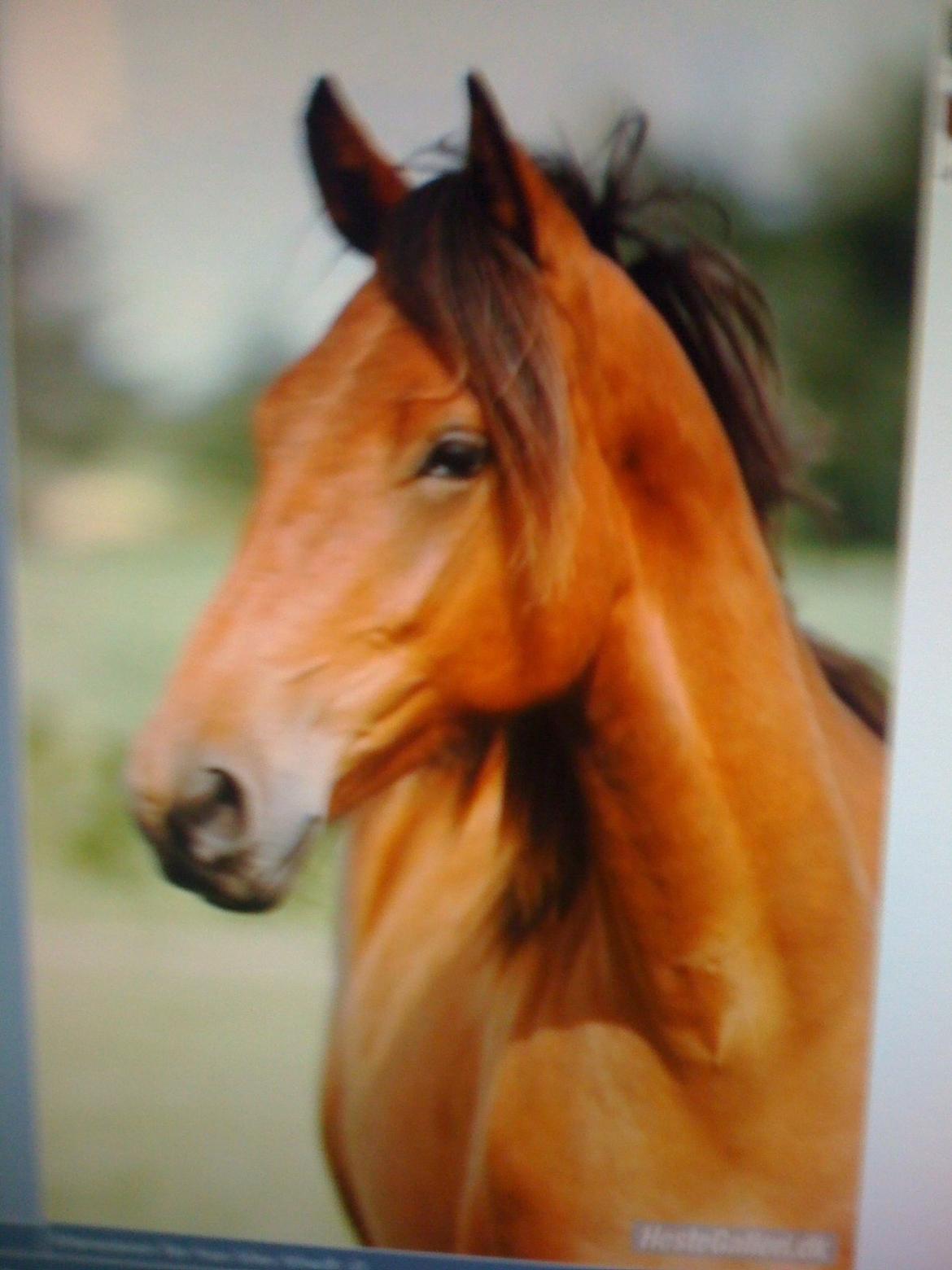 Anden særlig race Calypso billede 9