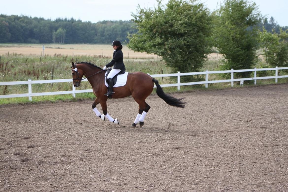 Anden særlig race Calypso billede 10