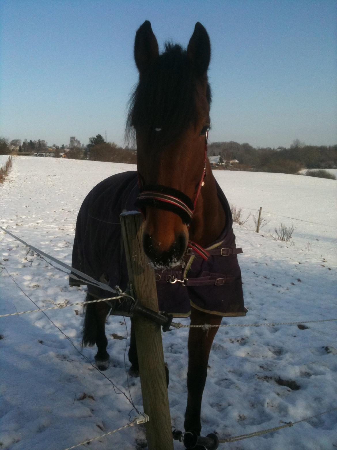 Anden særlig race Calypso billede 11