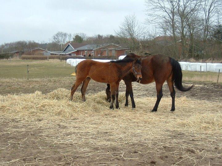 Anden særlig race Calypso - calypso som føl billede 13