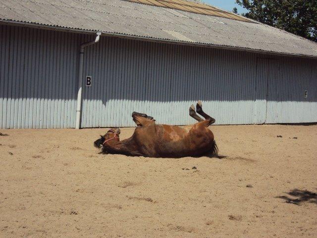 Anden særlig race Calypso billede 14