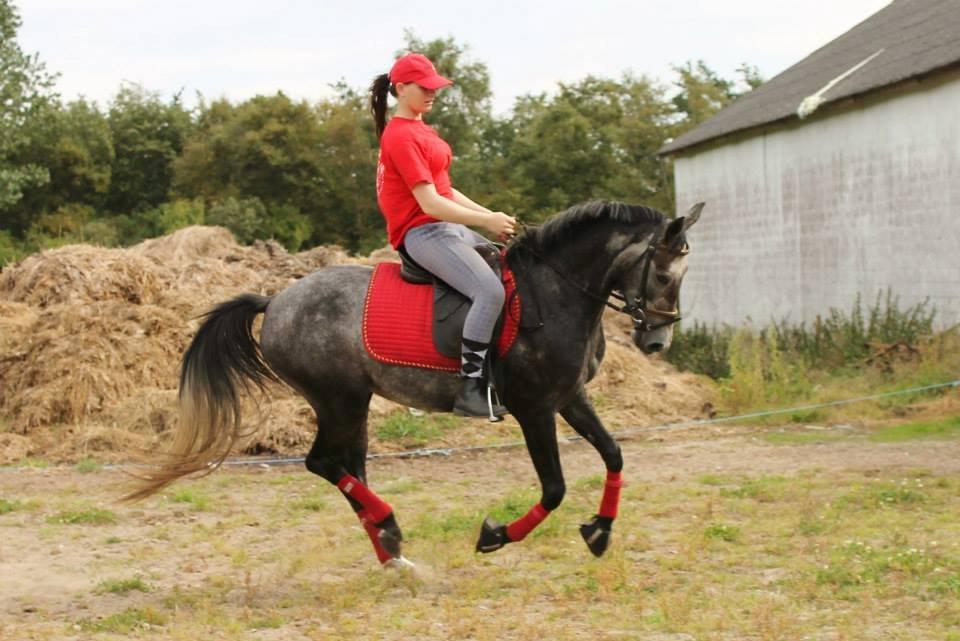 Anden særlig race Grønvangs Jocelynn |Joey| [Solgt] - Joey og jeg 2013 billede 8