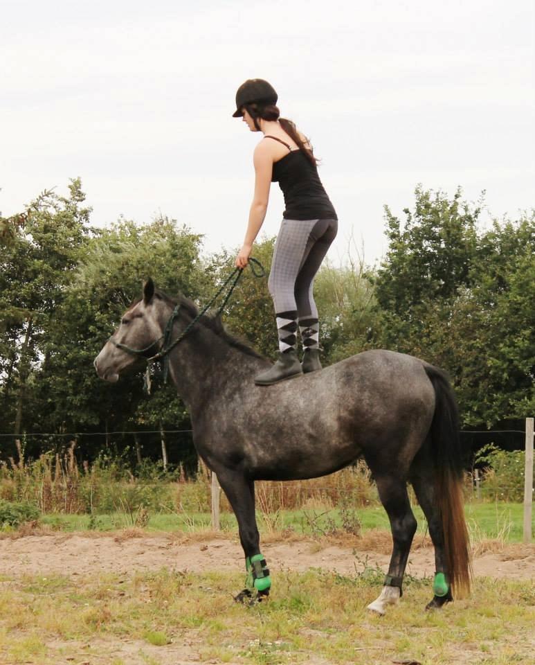Anden særlig race Grønvangs Jocelynn |Joey| [Solgt] - Joey og jeg 2013 billede 17