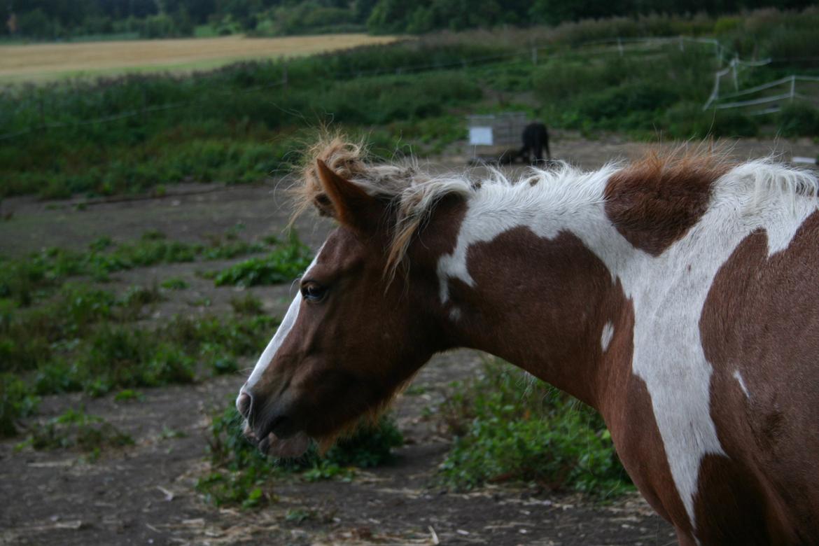 Anden særlig race Victor billede 5