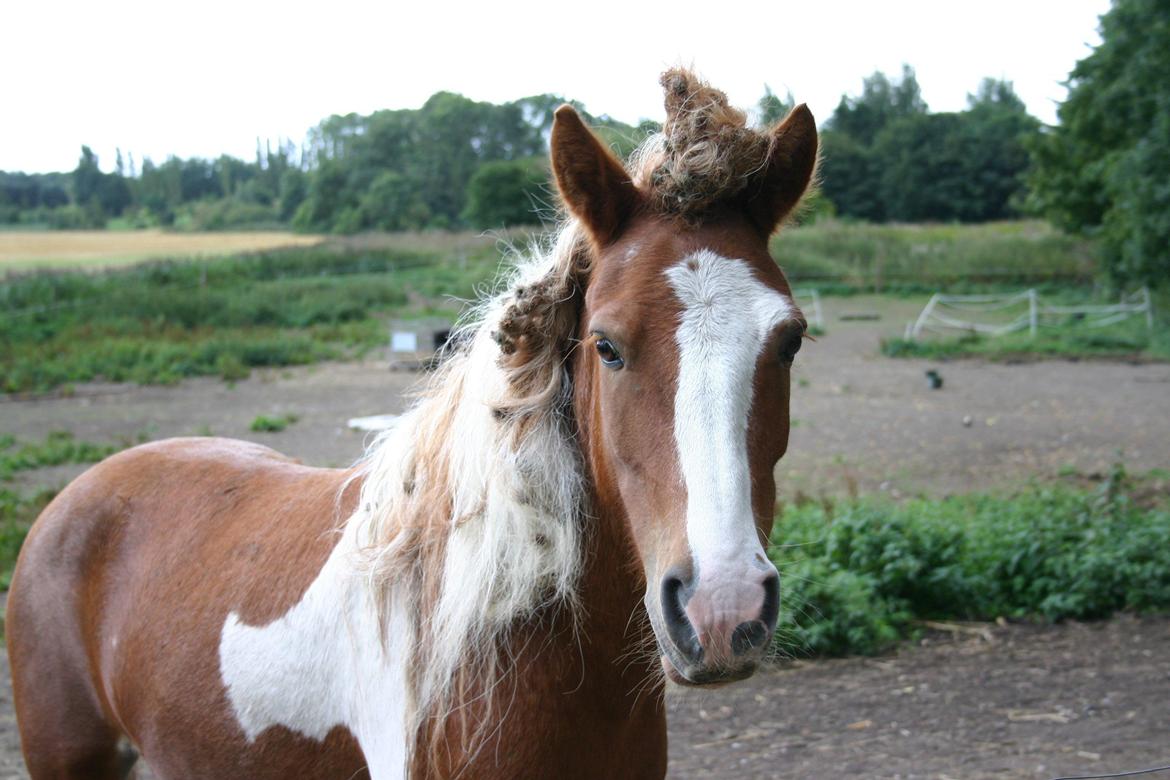 Anden særlig race Victor - Sådan her så han ud en eftermiddag da vi hentede ham tilbage fra græs. Han havde fundet ud af at der var noget lækkert græs neden under nogle burre planter. billede 1