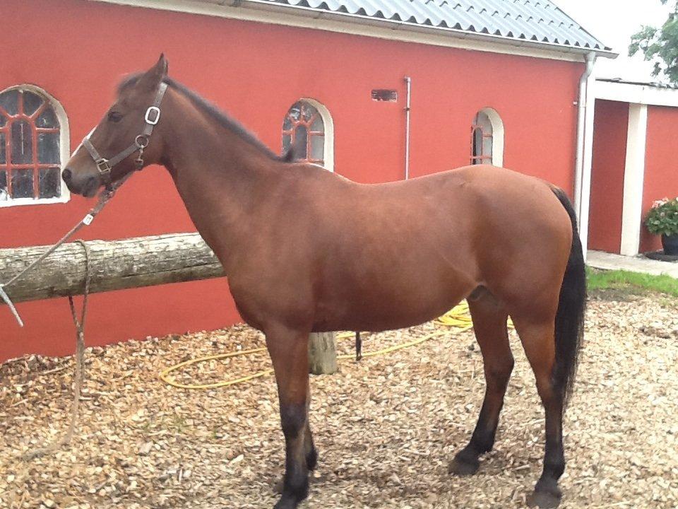 Anden særlig race Tabasco SOLGT Himmelhest billede 10