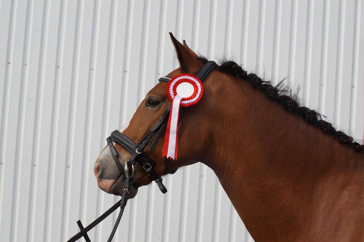 New Forest Remontes Free Fantasy billede 20