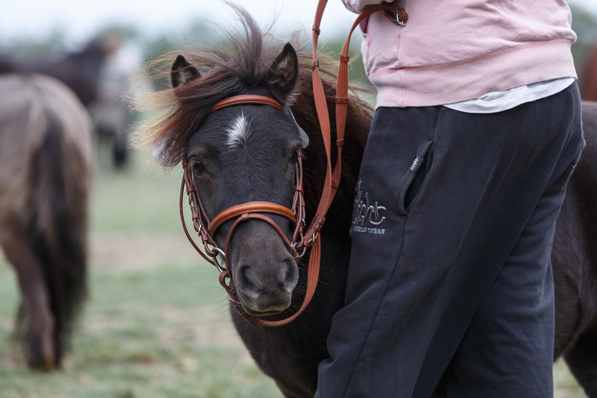 Miniature Ubberup's Erna - Lillepigen - Erna til shd. Foto Helle M billede 1