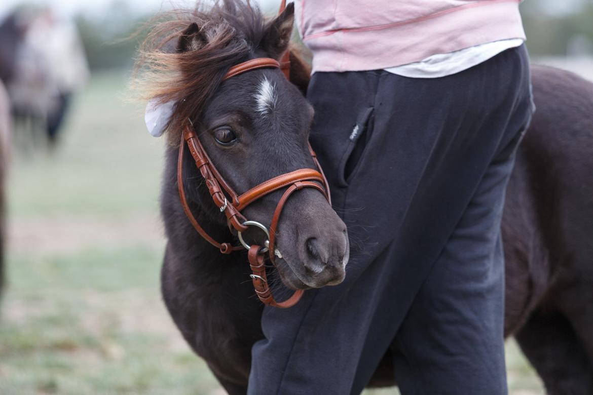 Miniature Ubberup's Erna - Lillepigen - "Godt jeg står helt op a mor, for det er nu lidt farligt." billede 20