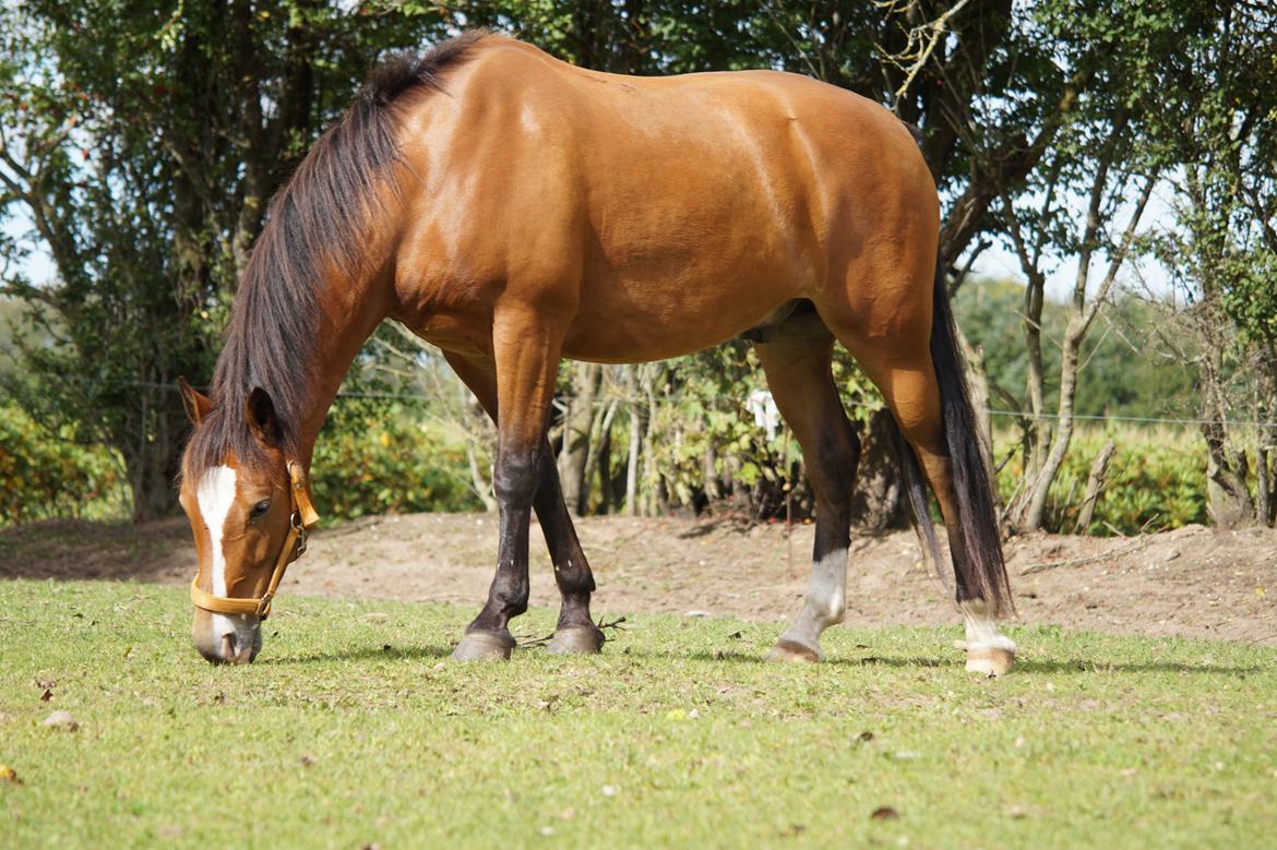 New Forest Remontes Free Fantasy billede 10