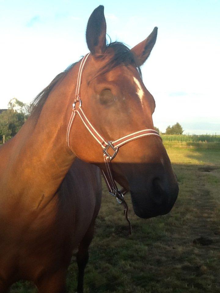 Dansk Varmblod Mailou billede 3