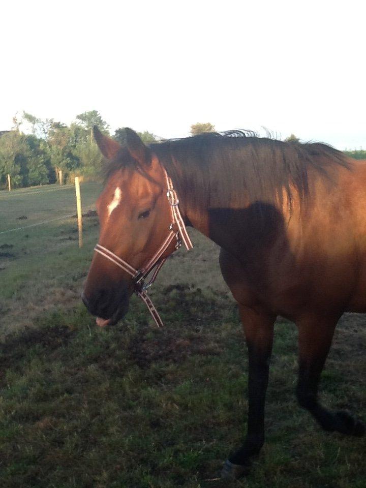 Dansk Varmblod Mailou billede 4