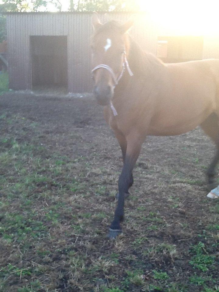 Dansk Varmblod Mailou billede 5