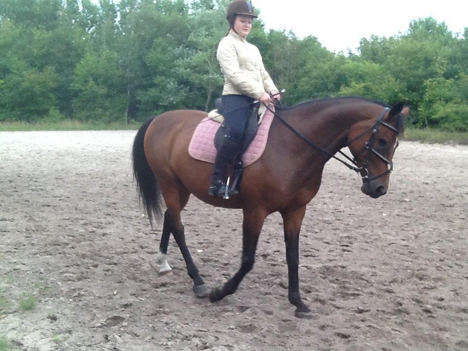 Dansk Varmblod Mailou billede 6