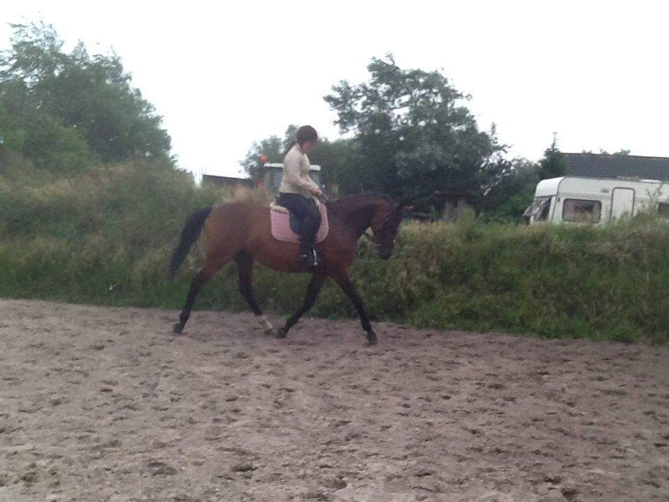 Dansk Varmblod Mailou billede 8