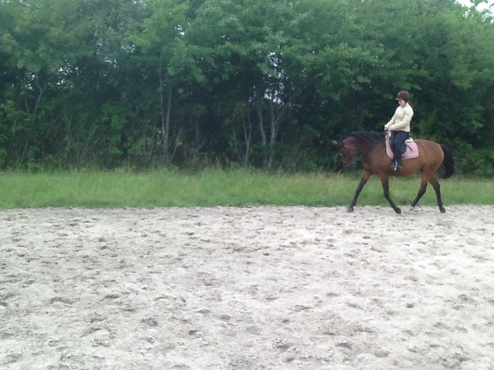 Dansk Varmblod Mailou billede 11