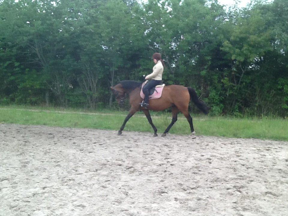 Dansk Varmblod Mailou billede 12