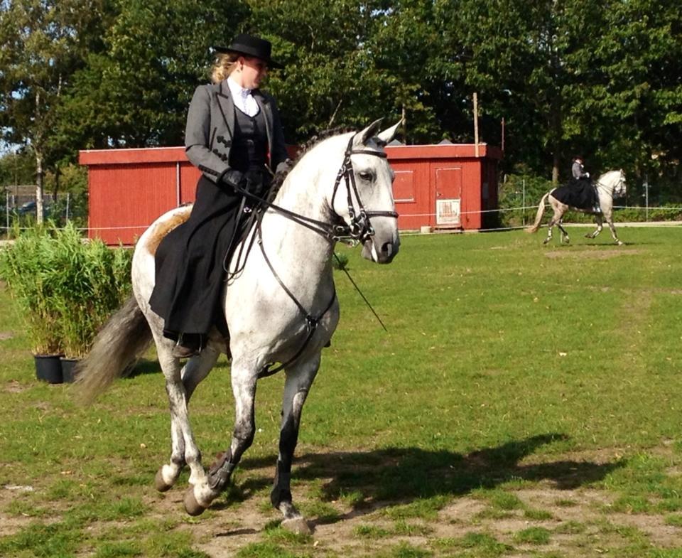 Lusitano Zibelina - Store hestedag billede 17