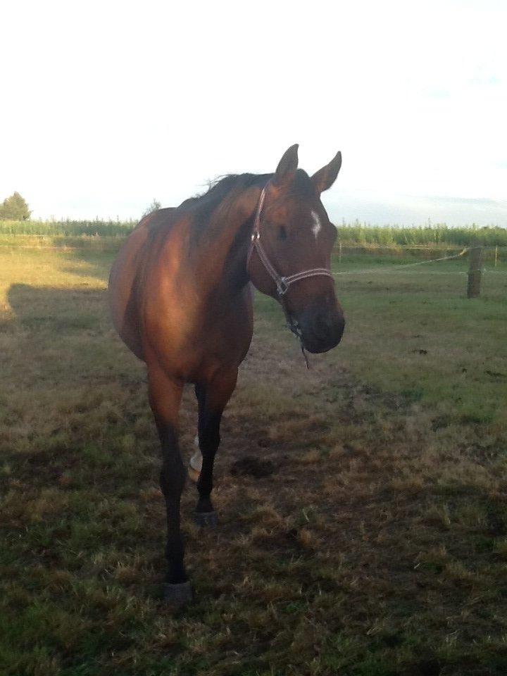 Dansk Varmblod Mailou billede 1